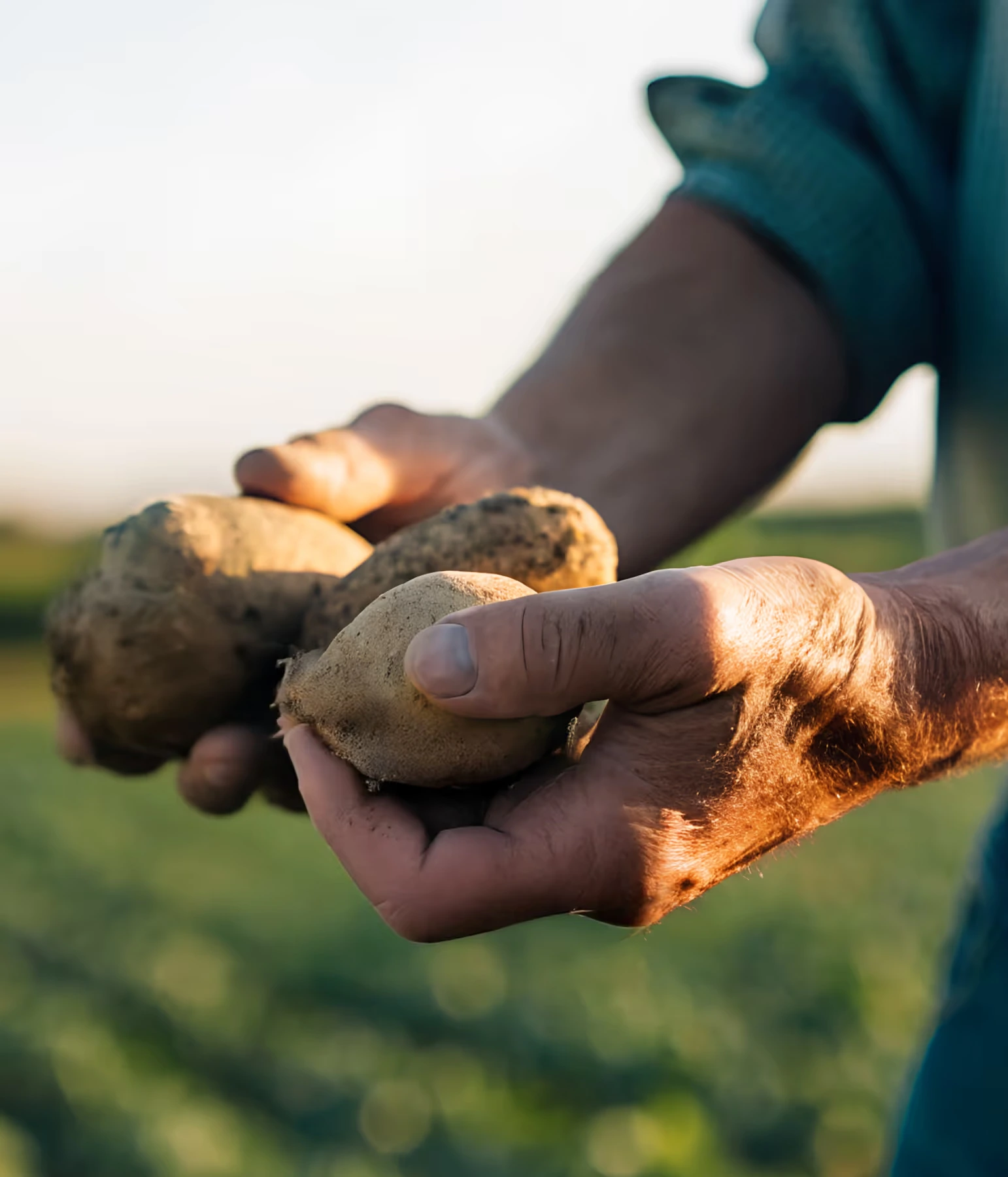 Agricultural potato crop